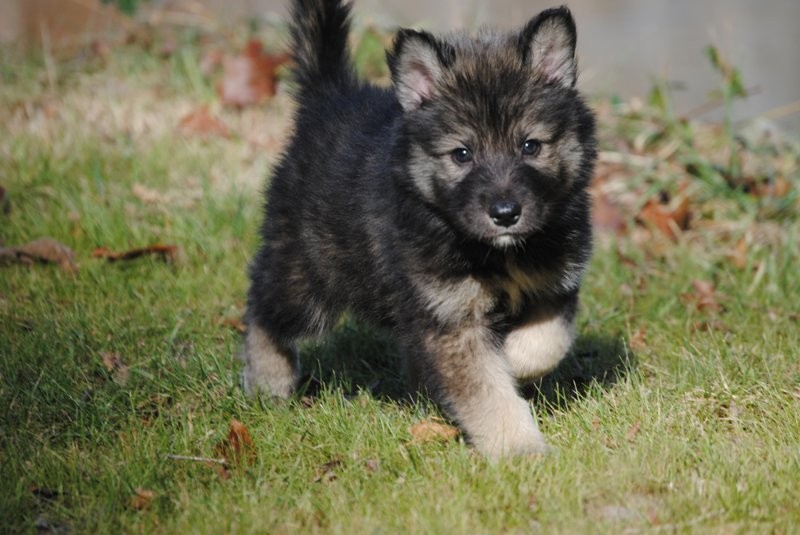 black tamaskan dog for sale